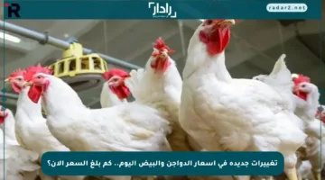 تغييرات جديدة في أسعار الدواجن والبيض اليوم.. كم بلغ السعر الآن؟
